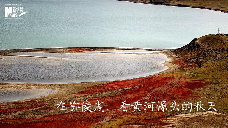三江源慢直播丨在鄂陵湖，看黃河源頭的秋天