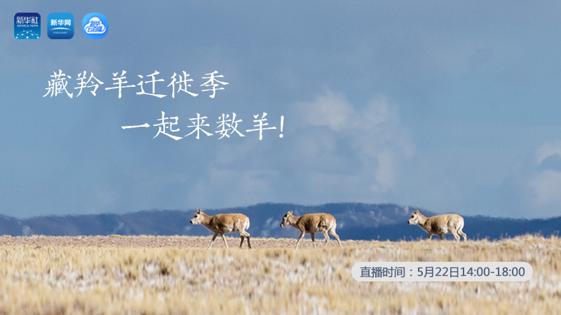 三江源慢直播丨藏羚羊遷徙季 一起來數(shù)羊！