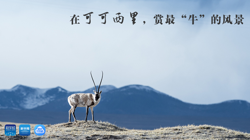 三江源慢直播丨在可可西里，賞最“牛”的美景